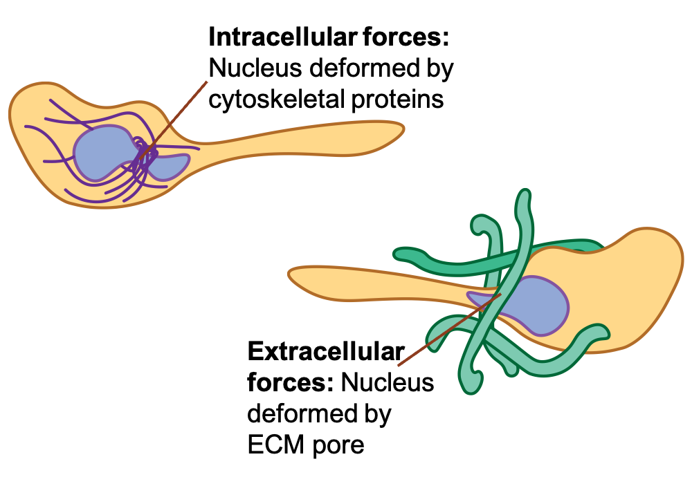 Illustration of two hypotheses of how a cell nucleus might be deformed during migration: either by intracellular forces or by extracellular forces
