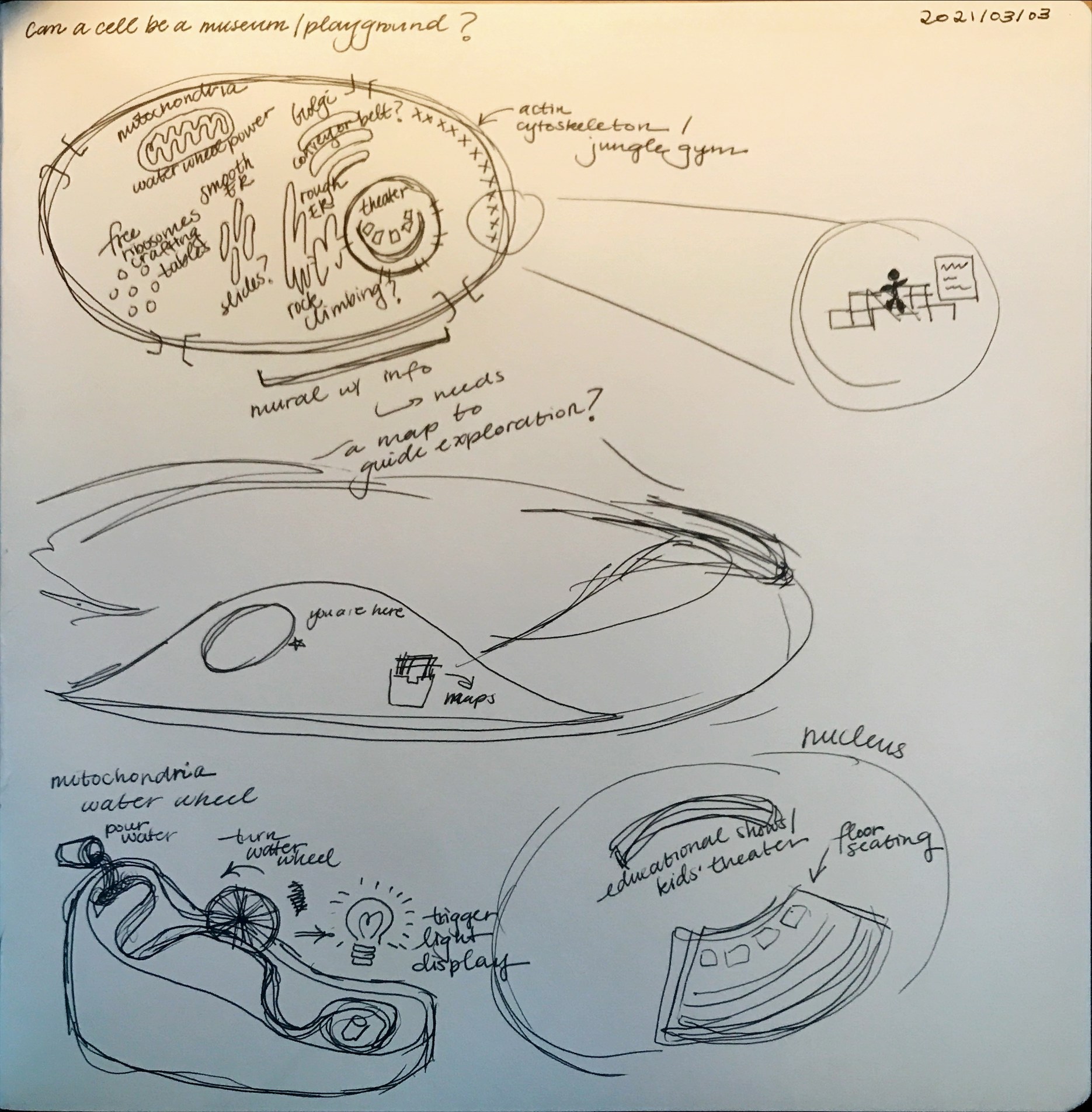 Ideation sketches for cell museum.
